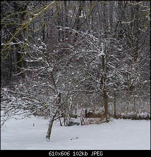 Der Garten- und Anbauthread-hasiendeapfel1.jpg