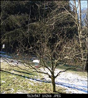 Der Garten- und Anbauthread-hasiendeapfel3.jpg