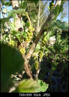 Der Garten- und Anbauthread-beere.jpg