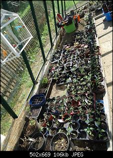 Der Garten- und Anbauthread-gw1.jpg