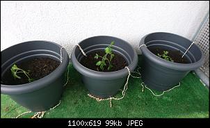 Der Garten- und Anbauthread-img-20180510-wa0005.jpg