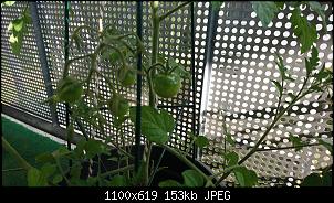 Der Garten- und Anbauthread-img-20180701-wa0002.jpg