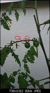 Der Garten- und Anbauthread-_20180709_200026.jpg