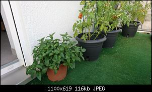 Der Garten- und Anbauthread-img-20180807-wa0016.jpg