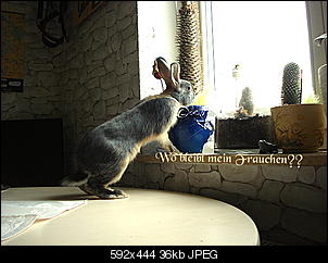 Kaninchen mit Steinbockgen?-hasi1.jpg