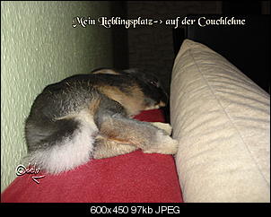 Kaninchen mit Steinbockgen?-1291.jpg