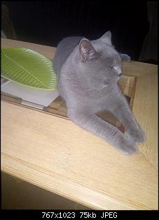 Der Katzen Thread-img_20181112_150813-medium-.jpg