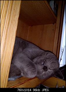 Der Katzen Thread-img_20181122_135116-medium-.jpg