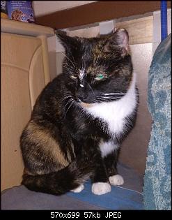 Der Katzen Thread-img_20190215_201906_820_1.jpg