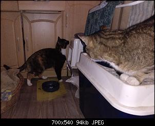 Der Katzen Thread-img_20190215_201531_672_1.jpg