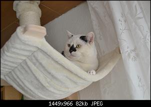 Der Katzen Thread-dsc_0087.jpg