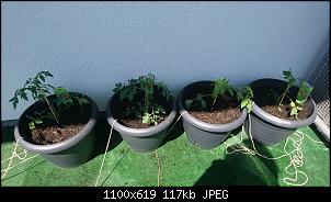 Der Garten- und Anbauthread-img-20190518-wa0026.jpg