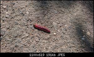 Quasselthread-img-20190519-wa0002.jpg