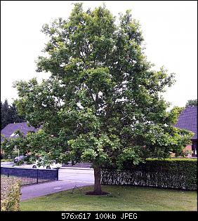 Der Garten- und Anbauthread-20190525_185148.jpg