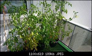 Der Garten- und Anbauthread-img-20190720-wa0000.jpg