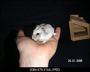Gibts hier auch Hamsterhalter ?-pict1950.jpg