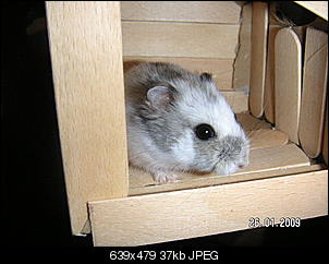 Gibts hier auch Hamsterhalter ?-pict1947.jpg