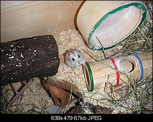 Gibts hier auch Hamsterhalter ?-pict1904.jpg
