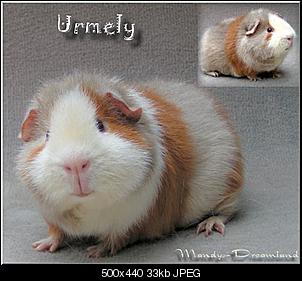 Morgen hole ich mein Traumschweini ab freu-urmely.jpg