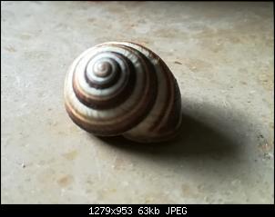 Quasselthread-hioschnegge.jpg
