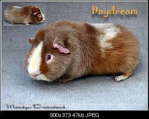 Morgen hole ich mein Traumschweini ab freu-daydream.jpg