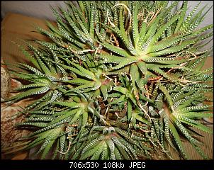 Der Garten- und Anbauthread-dsc00660a.jpg