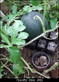 Der Garten- und Anbauthread-melone.jpg