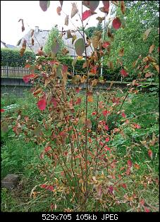 Der Garten- und Anbauthread-10.jpg