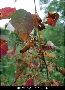 Der Garten- und Anbauthread-11.jpg