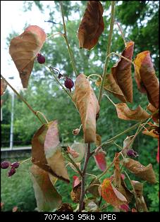 Der Garten- und Anbauthread-12.jpg