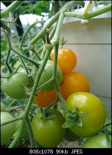 Der Garten- und Anbauthread-t1.jpg