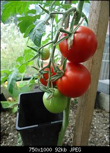 Der Garten- und Anbauthread-t2.jpg