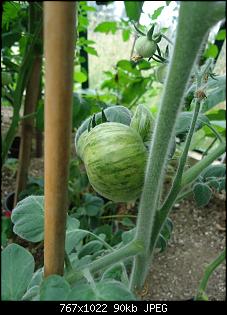 Der Garten- und Anbauthread-t3.jpg