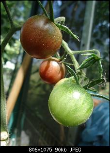 Der Garten- und Anbauthread-t4.jpg