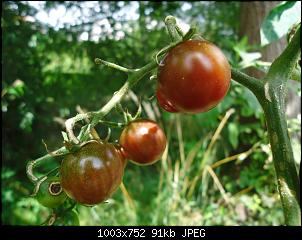 Der Garten- und Anbauthread-t5.jpg
