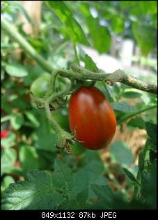 Der Garten- und Anbauthread-t6.jpg