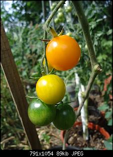 Der Garten- und Anbauthread-t7.jpg