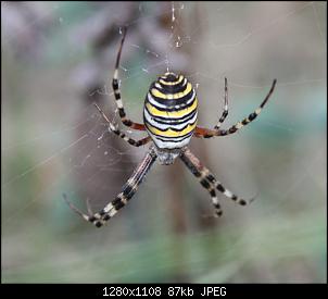 Igitt Spinne oder faszination Spinne?-img_0868.jpg