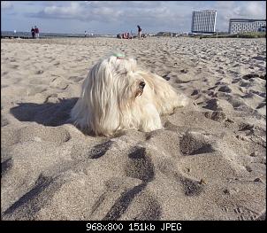 Welche Hunde habt ihr so?-fullsizeoutput_492.jpg