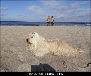 Welche Hunde habt ihr so?-fullsizeoutput_493.jpg