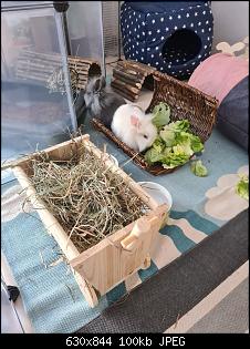 Quasselthread-kaninchen1.jpg
