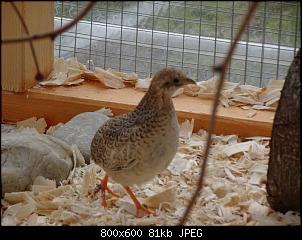 Fr�hling!!!-dsc03795.jpg