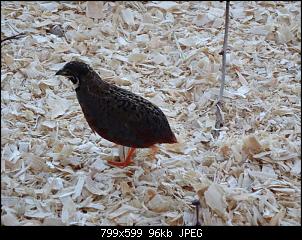 Fr�hling!!!-dsc03776.jpg