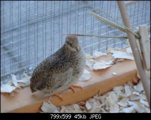 Fr�hling!!!-dsc03774.jpg