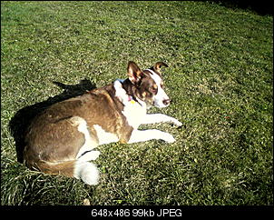 Welche Hunde habt ihr so?-dsc00696.jpg