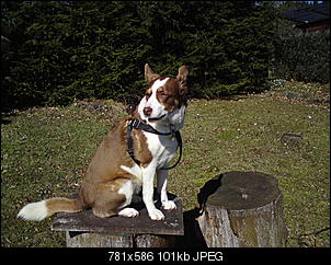 Welche Hunde habt ihr so?-dsc00833.jpg
