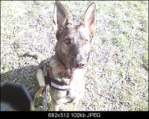 Welche Hunde habt ihr so?-dsc00853.jpg