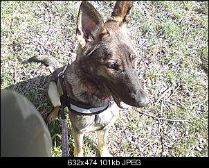 Welche Hunde habt ihr so?-dsc00854.jpg