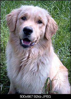 Welche Hunde habt ihr so?-jaro_1j_01.jpg