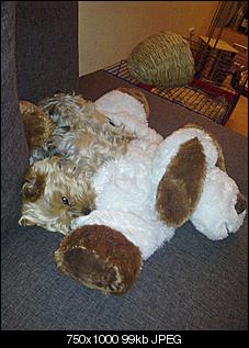 Welche Hunde habt ihr so?-22112010047.jpg